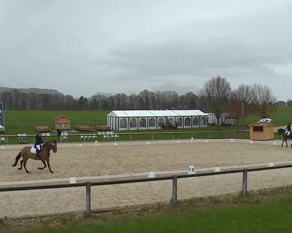 Reitturnier Gut Bohmerhof/Obb. 2023