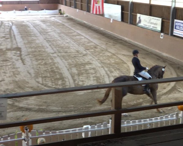 Reitturnier Scharnebeck 2021