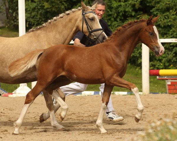 Pferd Ninja (Deutsches Reitpony, 2016, von Fs Numero Uno)
