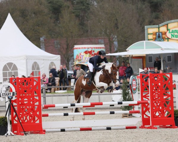Springpferd Golden Flic Flac Fly (unbekannt, 2019, von Golden Phoenix)