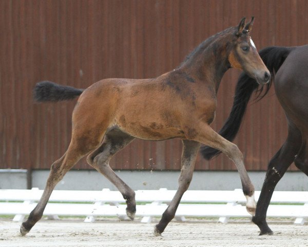 horse Welcomes Best (German Riding Pony, 2016, from Cosmopolitan NRW)