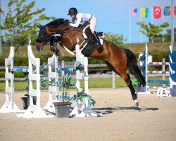 jumper Kleons D'Accord (Holsteiner, 2012, from Diarado)