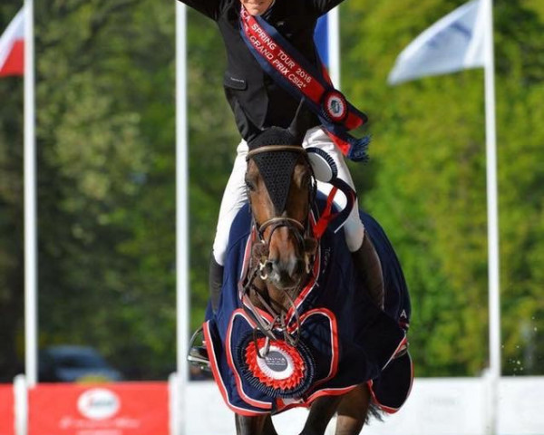 broodmare Aymara des Bergeries (Belgium Sporthorse, 2006, from Canturo)