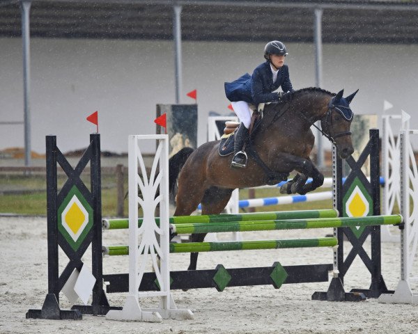 Pferd Cashmir (Ungarisches Warmblut, 2008, von Aranykapu Stevignon)