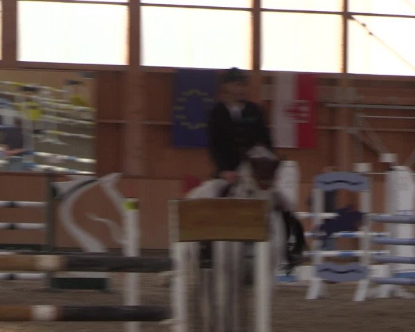 Reitturnier Polzow 2021