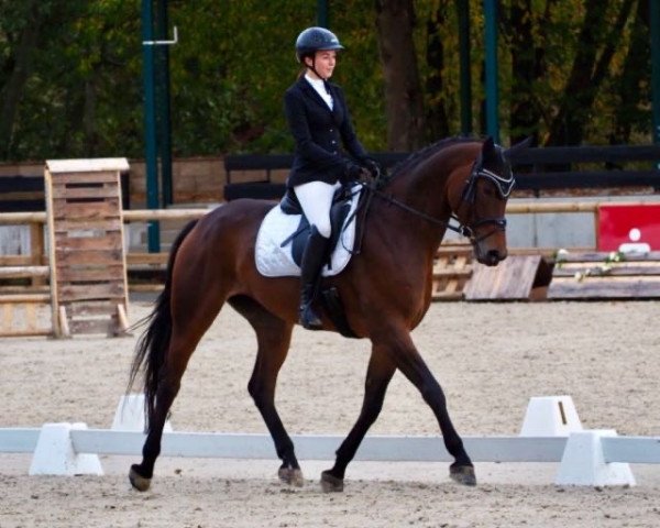 broodmare La Jolie 83 (Hanoverian, 2016, from Lord Loxley I)