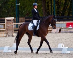 broodmare La Jolie 83 (Hanoverian, 2016, from Lord Loxley I)