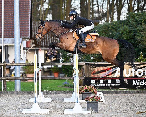 Springpferd Adagio de Mies (Cruzado-Espanol, 2016, von Arezzo VDL)