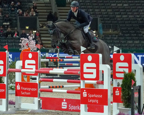 Springpferd Kenzo 73 (KWPN (Niederländisches Warmblut), 2016, von Kannan)