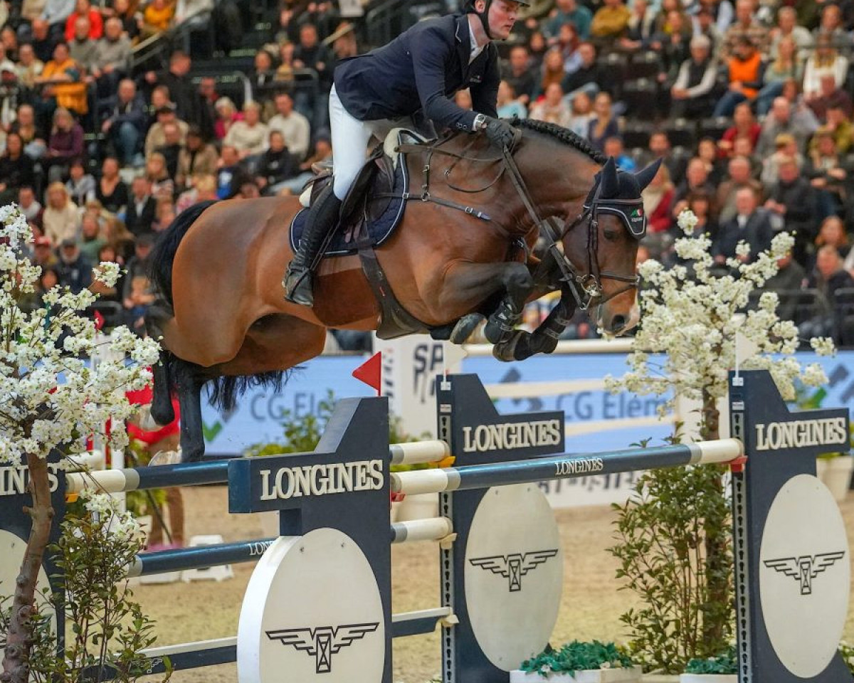 stallion Chacco's Light (Oldenburg show jumper, 2014, from Chaccos' Son)