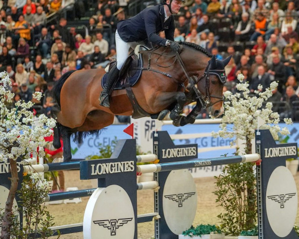 stallion Chacco's Light (Oldenburg show jumper, 2014, from Chaccos' Son)