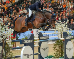 stallion Chacco's Light (Oldenburg show jumper, 2014, from Chaccos' Son)