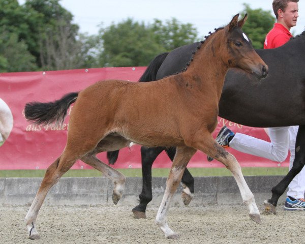 horse Appearing Day SN (German Riding Pony, 2016, from A new Star)