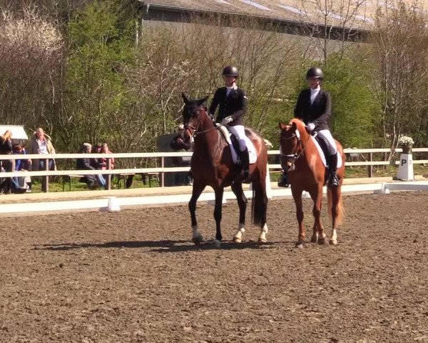 Reitturnier Kleinsolt 2023