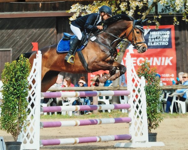 horse Dumpy (KWPN (Royal Dutch Sporthorse), 2008, from Tolan R)