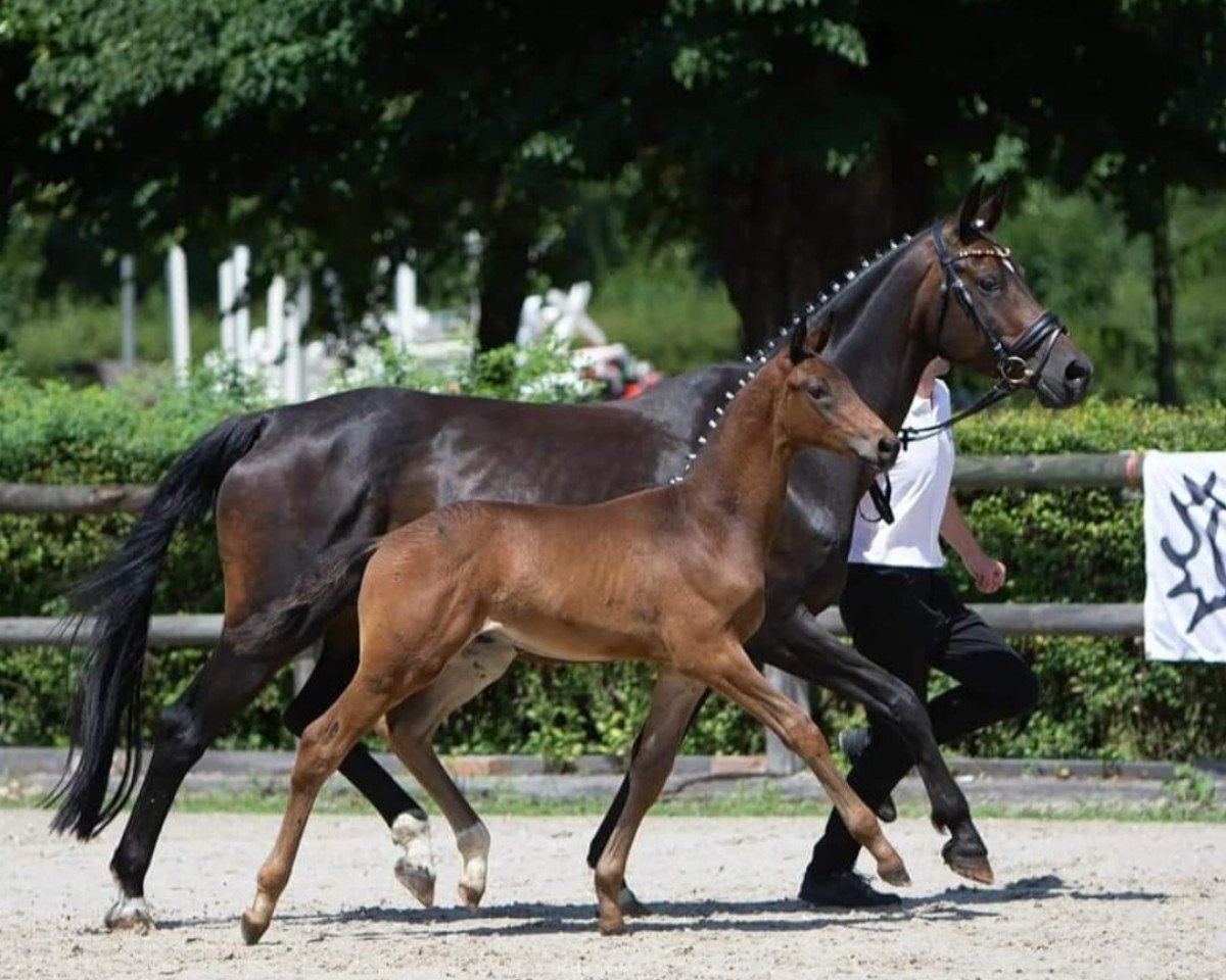 horse Rosenthal (Trakehner, 2022, from Donauklang)