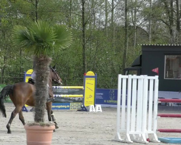 Reitturnier Handorf 2023