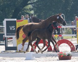 broodmare Stute von Call me Casper / Download (Westphalian, 2021, from Call me Casper)