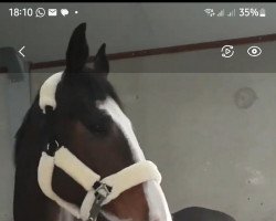 jumper Cachivaro Z (Zangersheide riding horse, 2012, from Cancara)