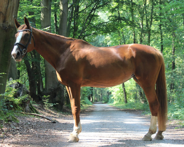 jumper Palmela Rose (KWPN (Royal Dutch Sporthorse), 1997, from Sable Rose)