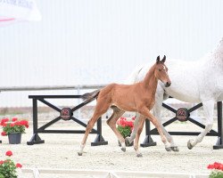 Pferd Jaycie's Proud F (Oldenburger Springpferd, 2022, von Jasper)