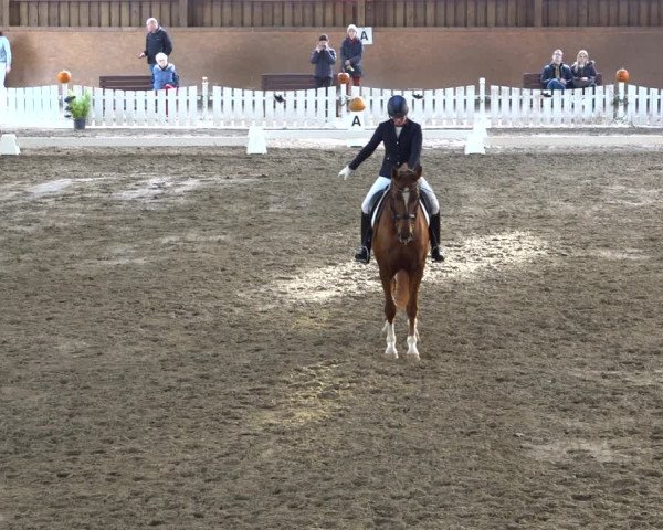 Reitturnier Scharnebeck 2021
