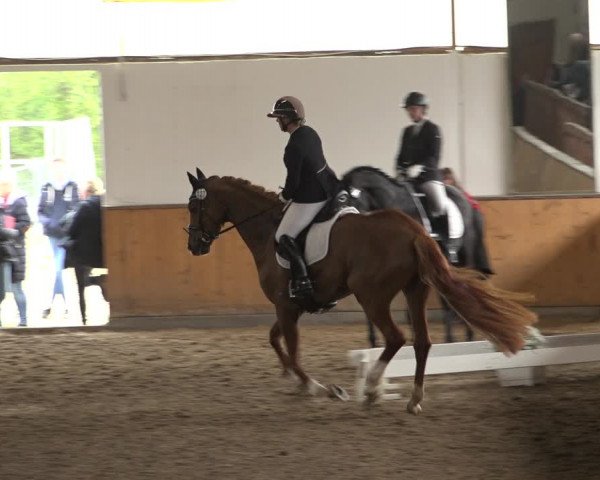 Reitturnier Hildesheim-Steuerwald 2023