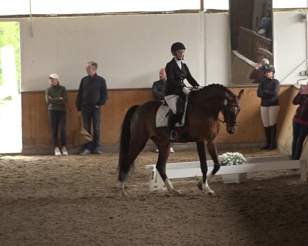 Reitturnier Hildesheim-Steuerwald 2023