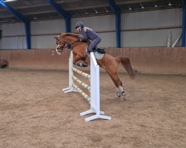 broodmare Fehkamps Marjorie (German Riding Pony, 2011, from Holsteins Bonito)