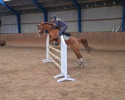 broodmare Fehkamps Marjorie (German Riding Pony, 2011, from Holsteins Bonito)