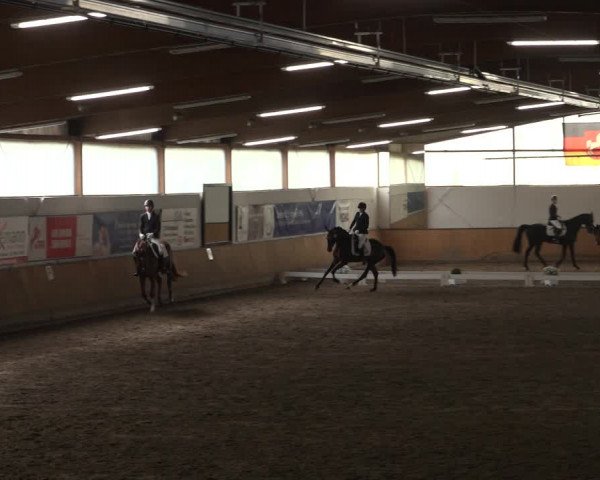 Reitturnier Hildesheim-Steuerwald 2023