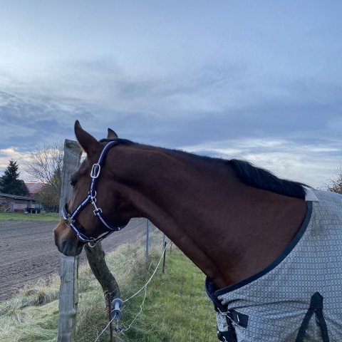 horse Glendale 5 (Hanoverian, 1994, from Grömitz)