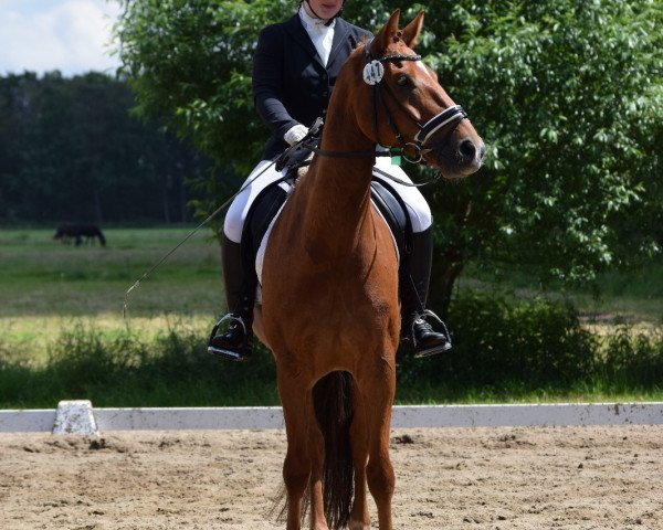dressage horse Lesaro 2 (Hanoverian, 2011, from Lissaro)