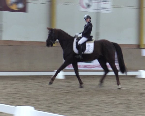 Reitturnier Gross Enzersdorf - Thavonhof 2023