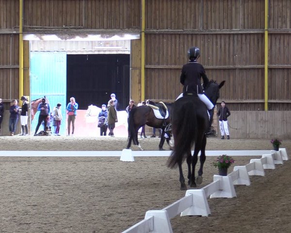 Reitturnier Gross Enzersdorf - Thavonhof 2023