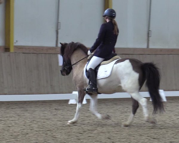 Reitturnier Gross Enzersdorf - Thavonhof 2023