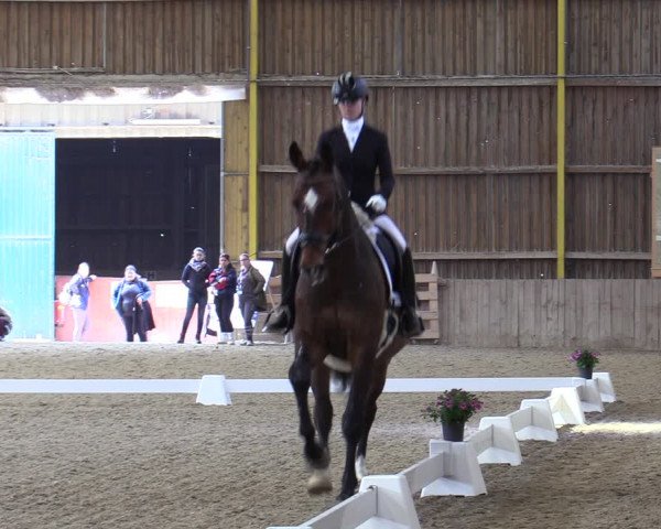 Reitturnier Gross Enzersdorf - Thavonhof 2023