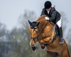 dressage horse Zaphira (Bavarian, 2007, from Balou du Rouet)