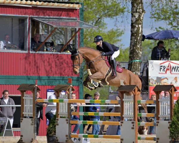 jumper Unicorn 14 (Holsteiner, 2016, from Constanzehof's Barcley)