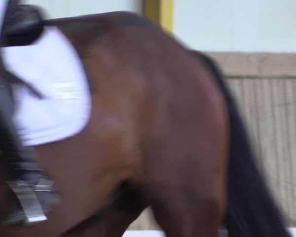 Torneo Equestre Gross Enzersdorf - Thavonhof 2023