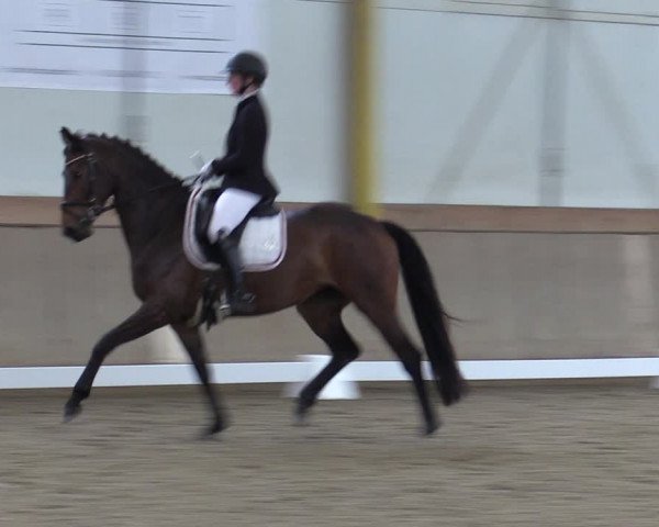 Reitturnier Gross Enzersdorf - Thavonhof 2023
