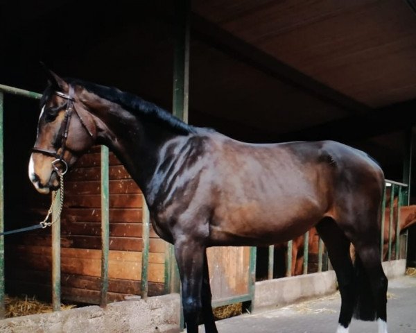 horse Contello (Rhinelander, 2013, from Contello)