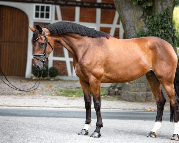 horse Doris min Deern (Hanoverian, 2016, from Don Index)