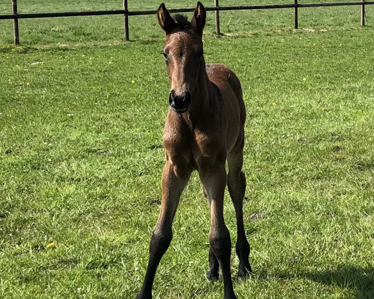 horse Pippa Jott (Holsteiner, 2022, from Connor 48)