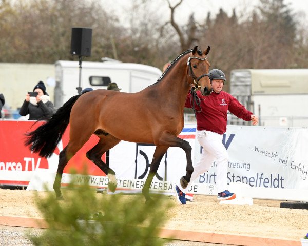 Pferd Viete (Holsteiner, 2020, von van Gogh)