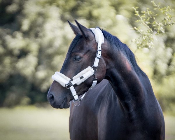 broodmare Rana (Westphalian, 2016, from Real Grandios)