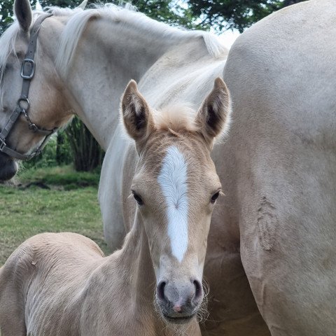 horse Hengst von Dacapo B / White Diamond B (German Riding Pony, 2021, from Dacapo B NRW)