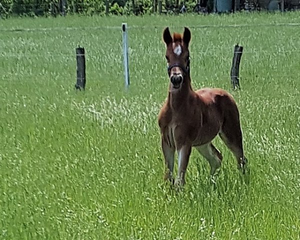stallion Do it pur Emotion (German Riding Pony, 2016, from Dating AT NRW)