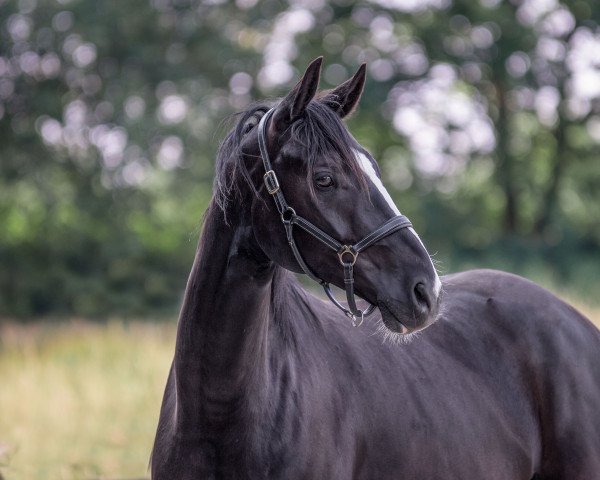 horse Rabauke (Westphalian, 2015, from DeLorean)
