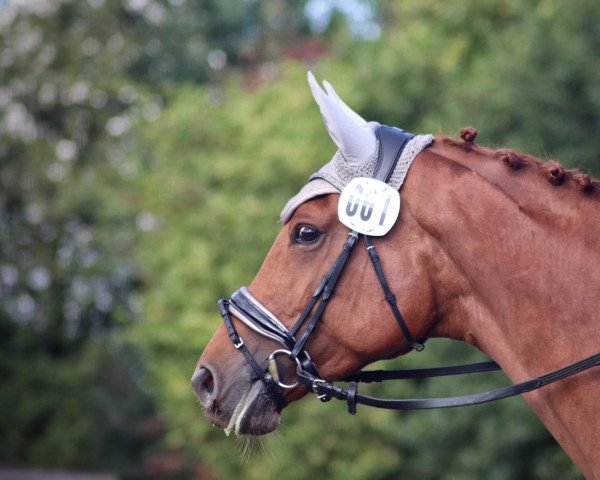 broodmare Sahara (Trakehner, 2013, from Silvermoon)
